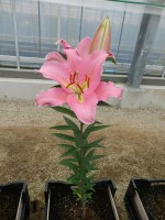 [4536 VH12 No01.JPG]